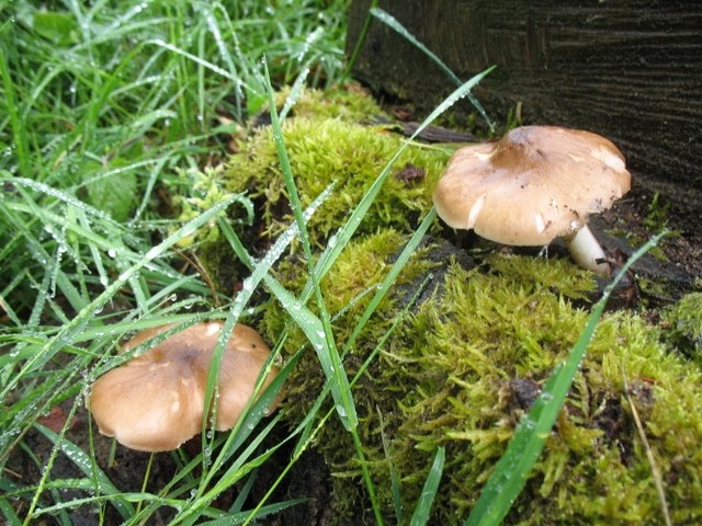 Pluteus cervinus